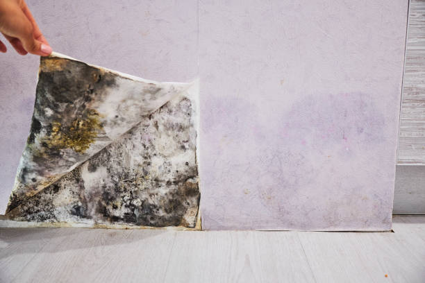 Best Attic Mold Remediation in Flora, AL